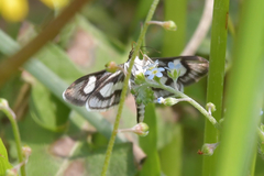 Anania luctualis