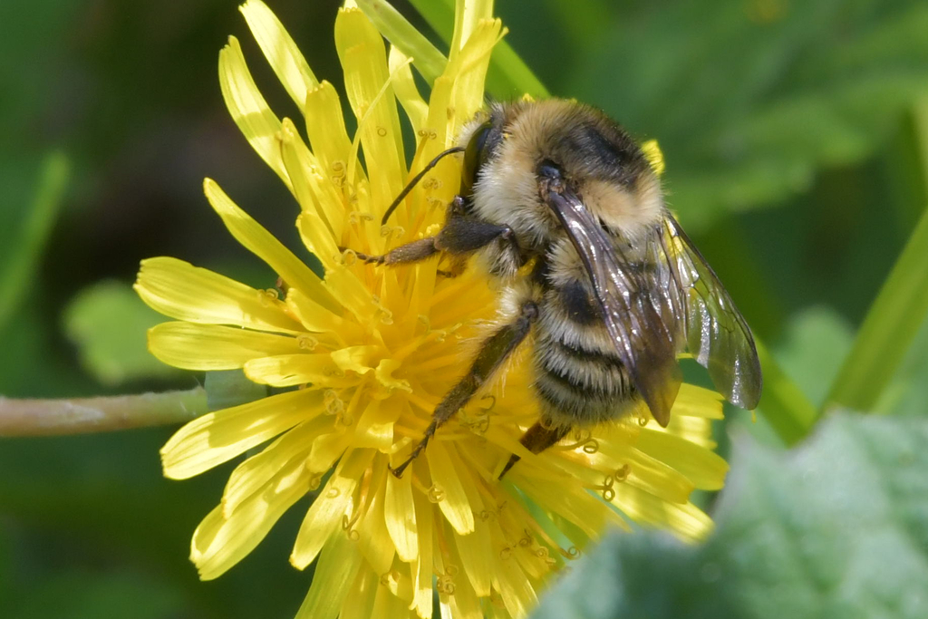 Bombus pseudobaicalensis