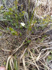 Cardamine victoris