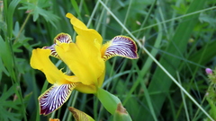 Iris variegata
