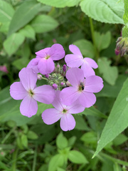 Hesperis matronalis