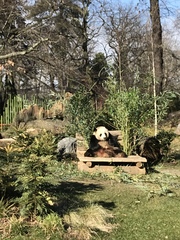 Ailuropoda melanoleuca