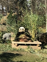 Ailuropoda melanoleuca