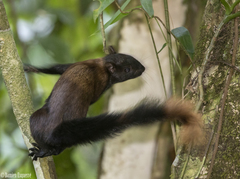 Sciurus granatensis