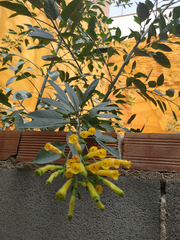 Nicotiana glauca