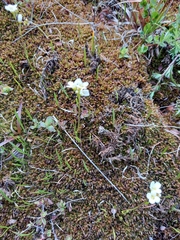 Cardamine victoris