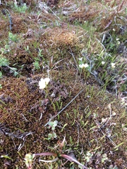 Cardamine victoris