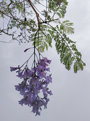 Jacaranda mimosifolia