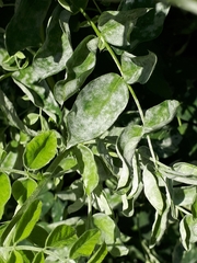 Erysiphe palczewskii