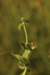 Matelea parviflora