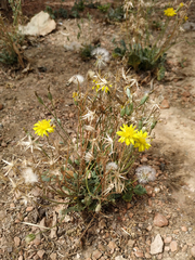 Crepis bursifolia