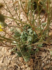 Crepis bursifolia