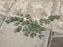 Euphorbia serpens