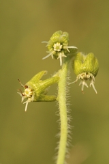 Matelea parviflora