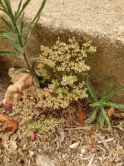 Polycarpon tetraphyllum