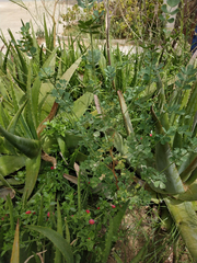 Coronilla valentina glauca