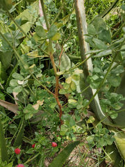 Coronilla valentina glauca