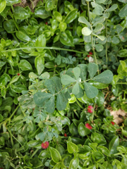 Coronilla valentina glauca