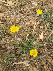 Crepis bursifolia