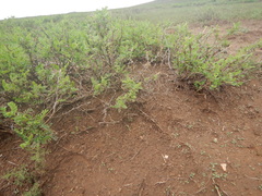 Caragana microphylla