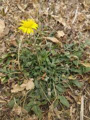 Crepis bursifolia