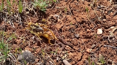 Prionotropis hystrix