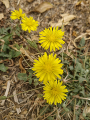 Crepis bursifolia