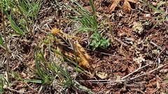 Prionotropis hystrix