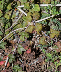 Thamnophis sirtalis tetrataenia