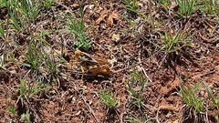 Prionotropis hystrix