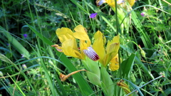 Iris variegata