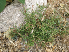 Amaranthus muricatus