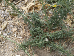 Lepidium graminifolium