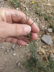 Lepidium graminifolium