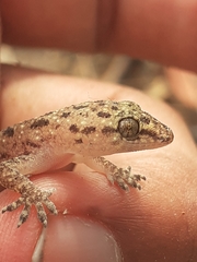 Hemidactylus parvimaculatus