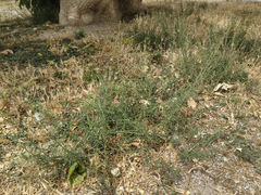 Lepidium graminifolium