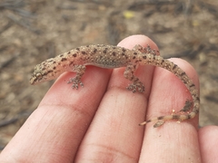 Hemidactylus parvimaculatus