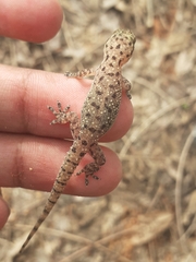 Hemidactylus parvimaculatus