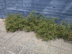 Amaranthus muricatus