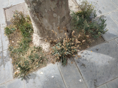 Plantago lagopus