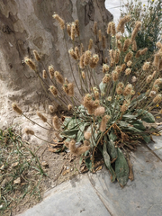 Plantago lagopus