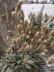 Plantago lagopus