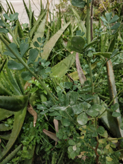 Coronilla valentina glauca