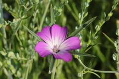 Agrostemma