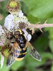 Volucella elegans
