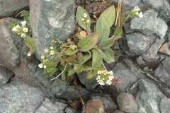 Draba borealis