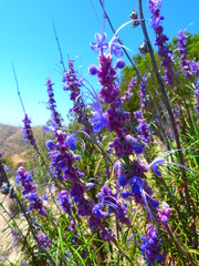 Trichostema lanatum