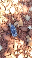 Capnodis