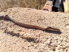 Psammophis tanganicus