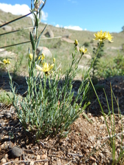 Haplophyllum dauricum